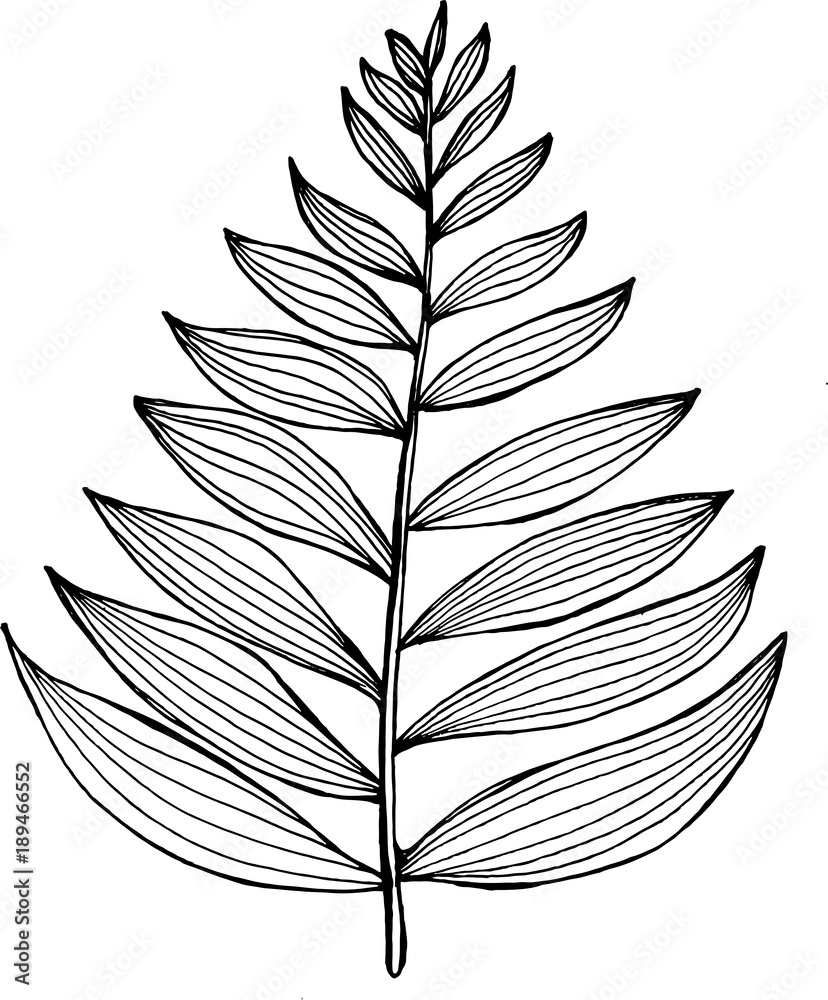 Black and white picture of a fractal leaf. Branch of a fern Black and white picture of a fractal leaf. Branch of a fern