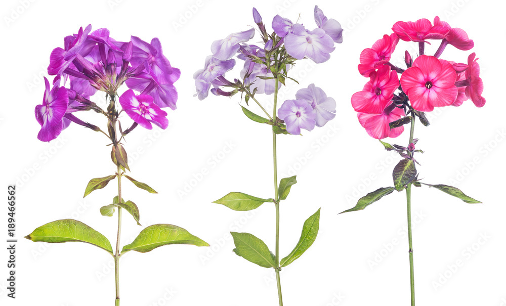 three phlox flowers collection on white