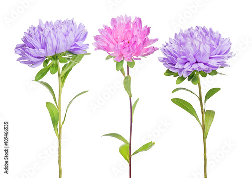 set of three aster flowers photo