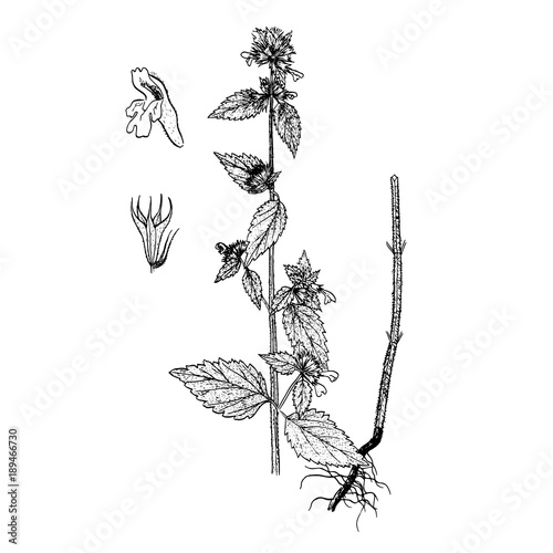 Ballota nigra vector gravure