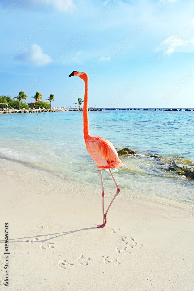 Naklejka premium Różowy flaming stojący na plaży, wyspa Aruba