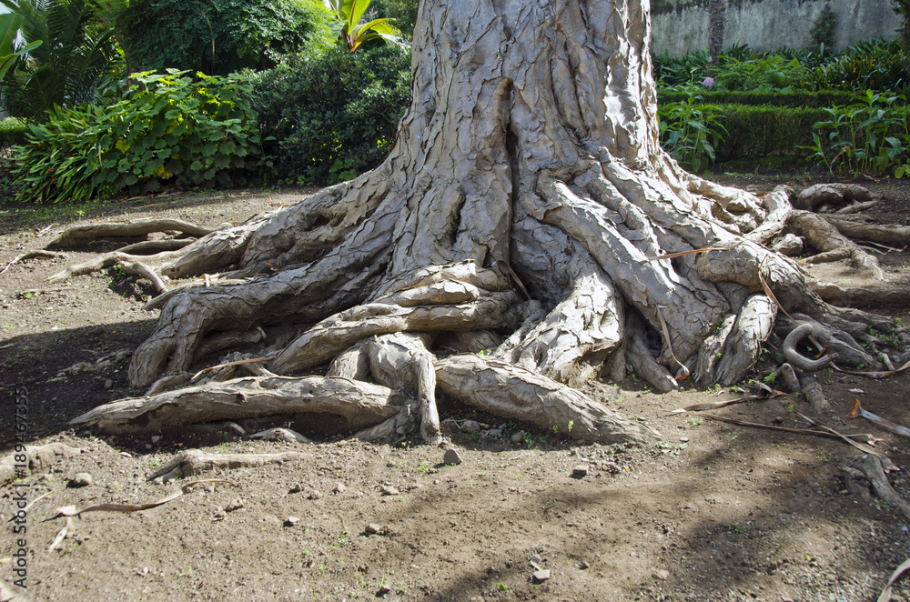 Old dragon tree roots and trunk  in Tenerife, Spain