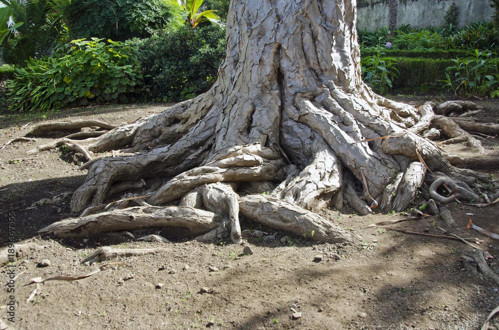 Old dragon tree roots and trunk in Tenerife, Spain Old dragon tree roots and trunk in Tenerife, Spain