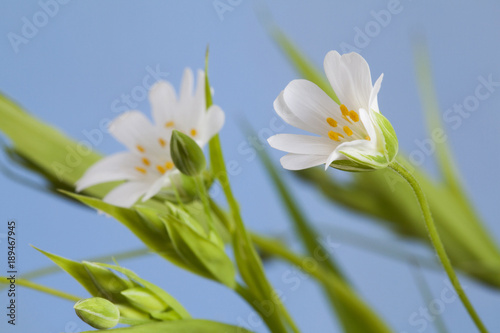 Macro white flowers in a spring. Green leaves. Blue background.
