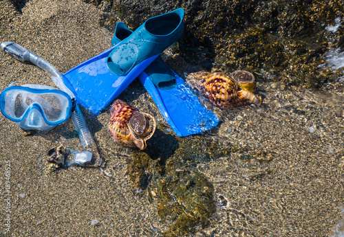 Mask with tube for snorkeling and flippers and two seashells on the sea beach. photo