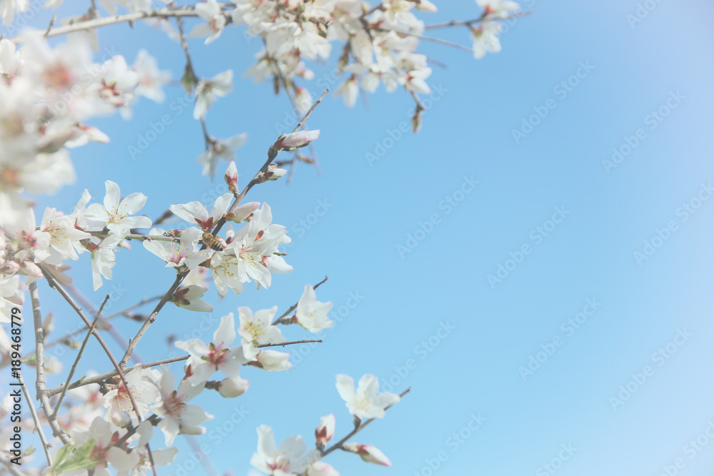 background of spring white cherry blossoms tree. selective focus.