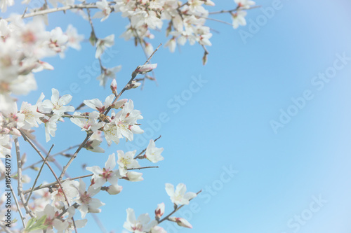 background of spring white cherry blossoms tree. selective focus.