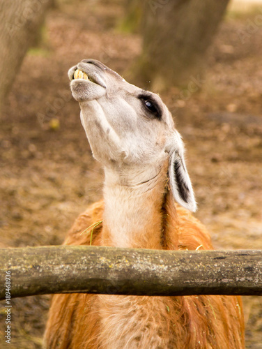 Portrait of a llama in a zoo © schankz