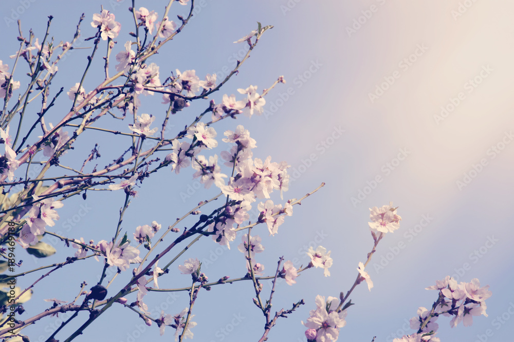 background of spring white cherry blossoms tree. selective focus. background of spring white cherry blossoms tree. selective focus.