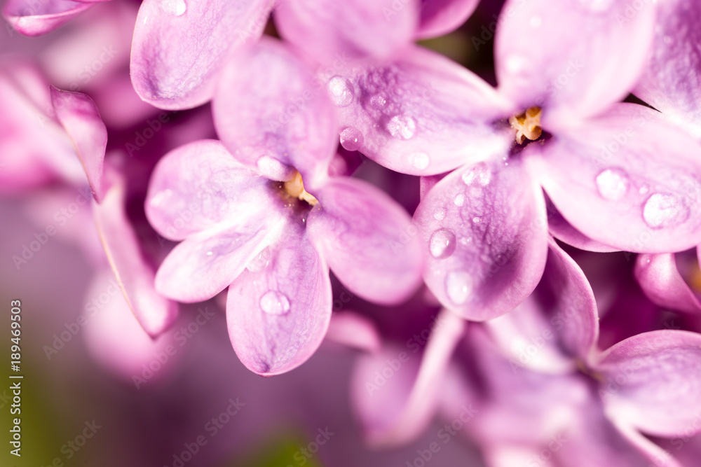Lilac flowers with drops of water Lilac flowers with drops of water