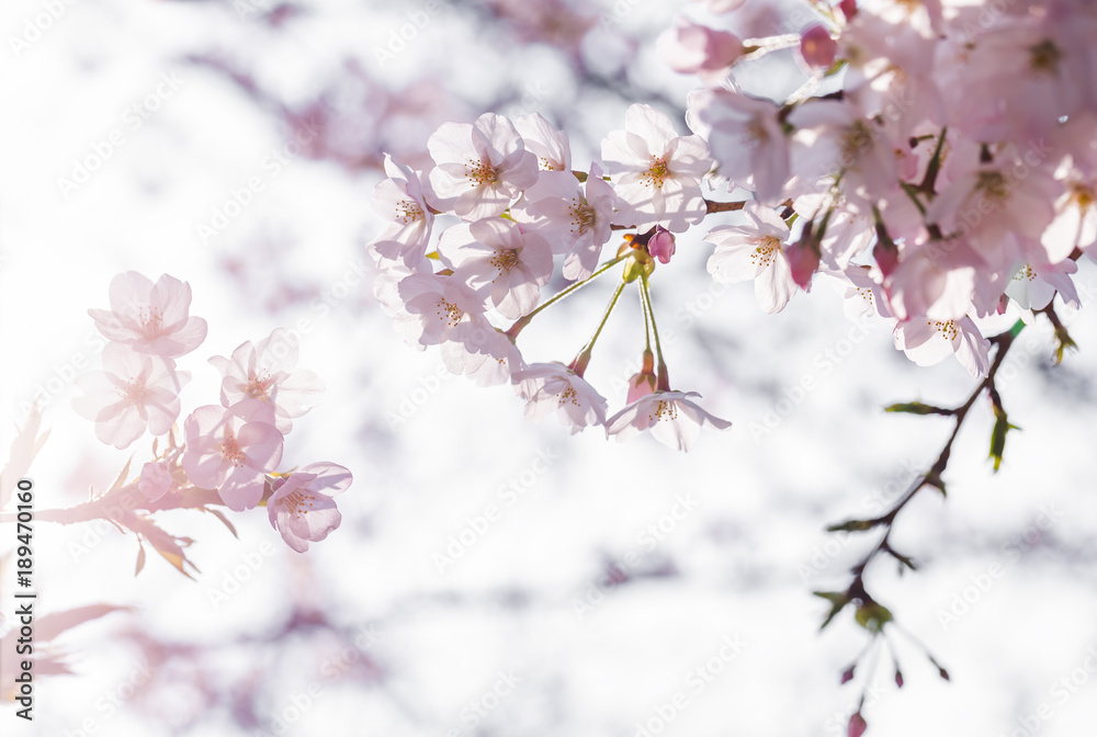 Obraz premium 桜の花