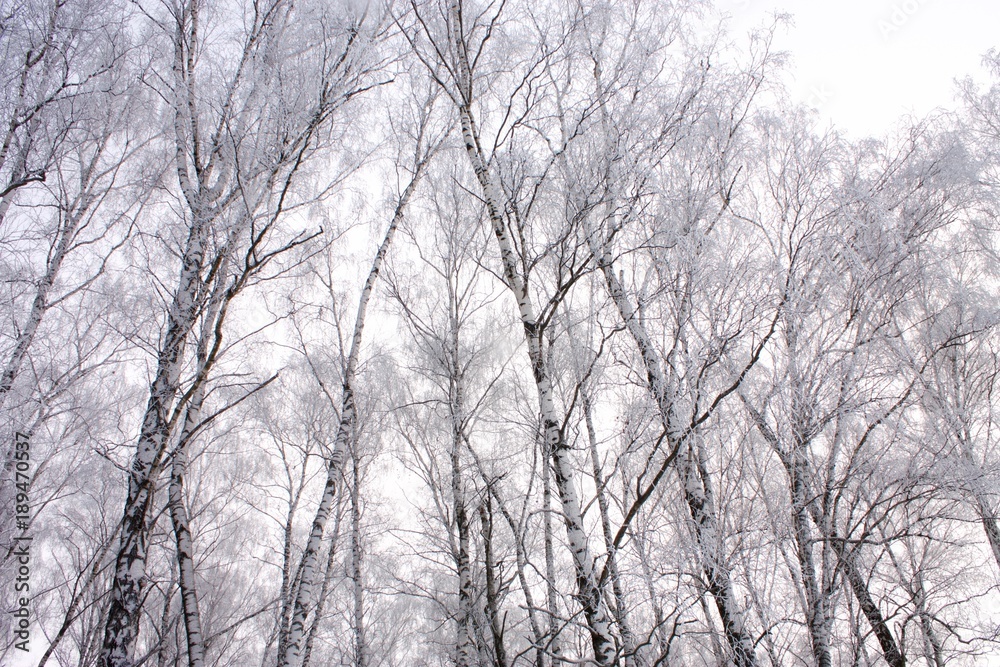 Winter forest. Snow-covered birch grove 2 Winter forest. Snow-covered birch grove 2