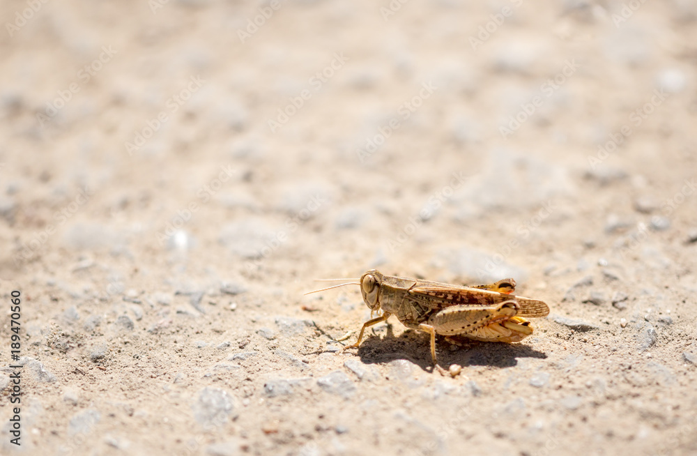 Grasshopper sits on the ground in wildlife Grasshopper sits on the ground in wildlife