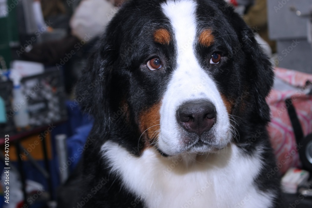 BERNESE MOUNTAIN DOG