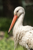 Portrait of a stork at the zoo