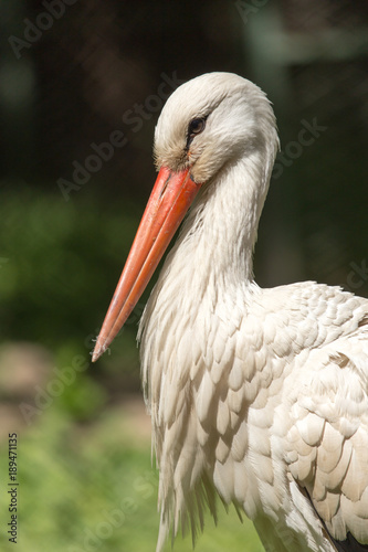 Portrait of a stork at the zoo