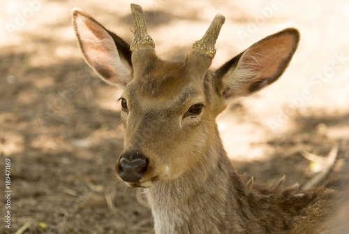 Portrait of a deer in the zoo