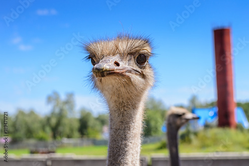Portrait of an African ostrich closeup on sky background