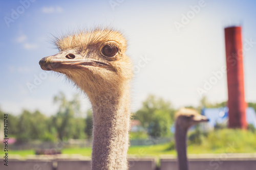 Portrait of an African ostrich closeup on sky background