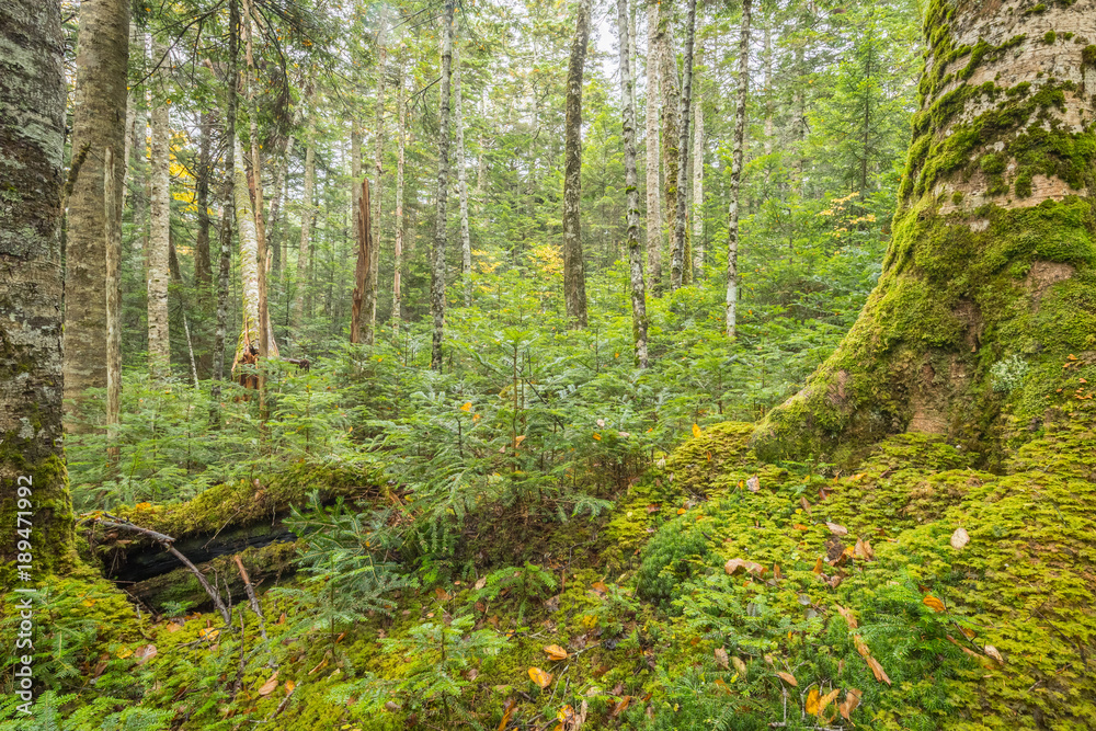 Green moss and green forest at Shiragoma no ike , Nagano Green moss and green forest at Shiragoma no ike , Nagano