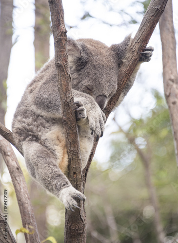 Fototapeta Naklejka Na Ścianę i Meble -  Sleeping koala in tree