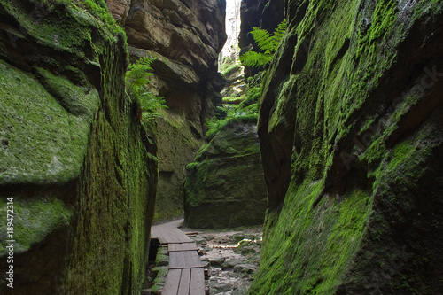 Small path in forest chasm