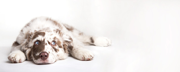 The studio portrait of the puppy dog Australian Shepherd lying on the white background, looking at the copy space