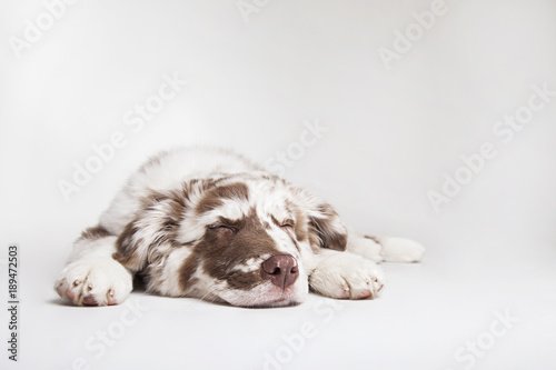 Fototapeta Naklejka Na Ścianę i Meble -  The studio portrait of the puppy dog Australian Shepherd lying and sleeping on the white background, 