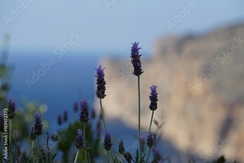 Lavender