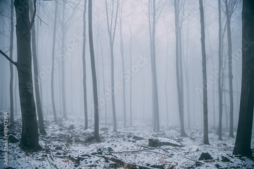 forest in fog