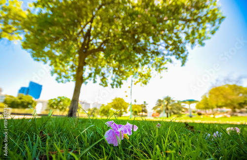 Fototapeta Naklejka Na Ścianę i Meble -  Flower in the grass