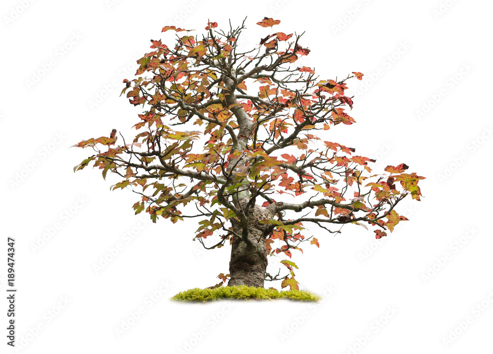 Red maple as bonsai isolated on a white background.