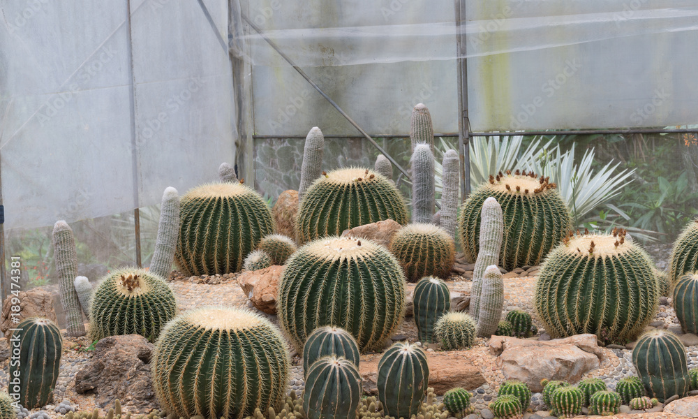 Round shaped cactus in summer in Baku. Cactus decor. Cactus flower. Cactus  isolated. Cactus desert. Cactus landscape. Cactus silhouette. Cactus  Mexico. Cactus field. Cactus garden. Stock Photo