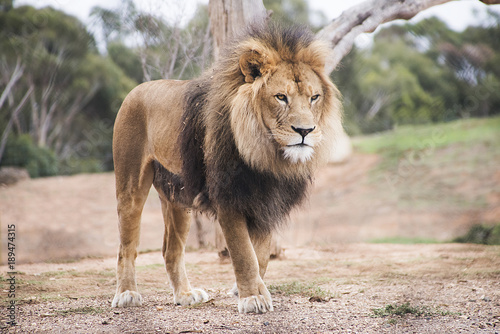 Fototapeta Naklejka Na Ścianę i Meble -  Lion looking tired