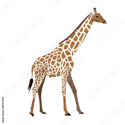 Fototapeta Naklejka Na Ścianę i Meble -  Cute cartoon trendy design little giraffe with closed eyes. African animal wildlife vector illustration icon.