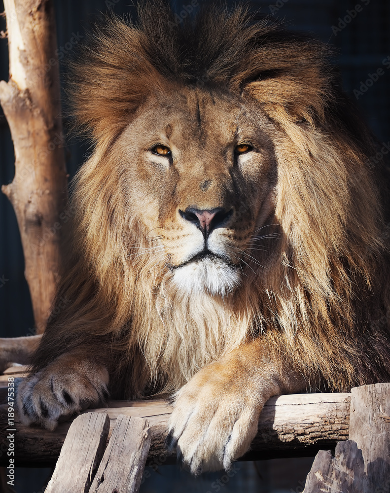Obraz premium Lion serious portrait african close-up