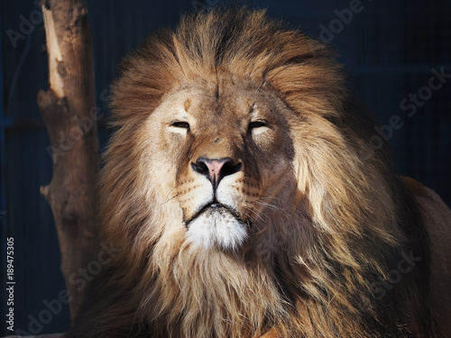 Lion serious portrait african close-up