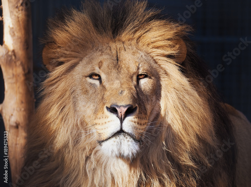 Obraz na płótnie Lion serious portrait african close-up w salonie