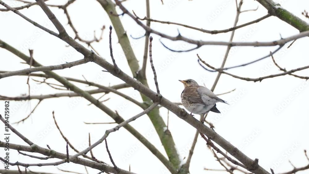 Fieldfare Turdus pilaris sitting on frozen tree branches. Close up footage of colorful bird in winter forest. Fieldfare Turdus pilaris sitting on frozen tree branches. Close up footage of colorful bird in winter forest.