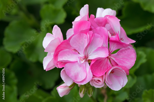 Fototapeta Naklejka Na Ścianę i Meble -  Closeup of pink Geranium flowers blooming with blurred green garden background