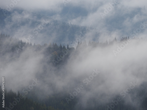 Carpatian mountains fog and mist at the pine forest © Sergii Mironenko