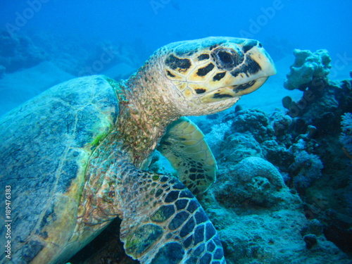 Meeresschildkröte © wernerrieger