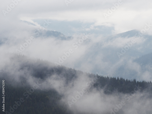 Carpatian mountains fog and mist at the pine forest
