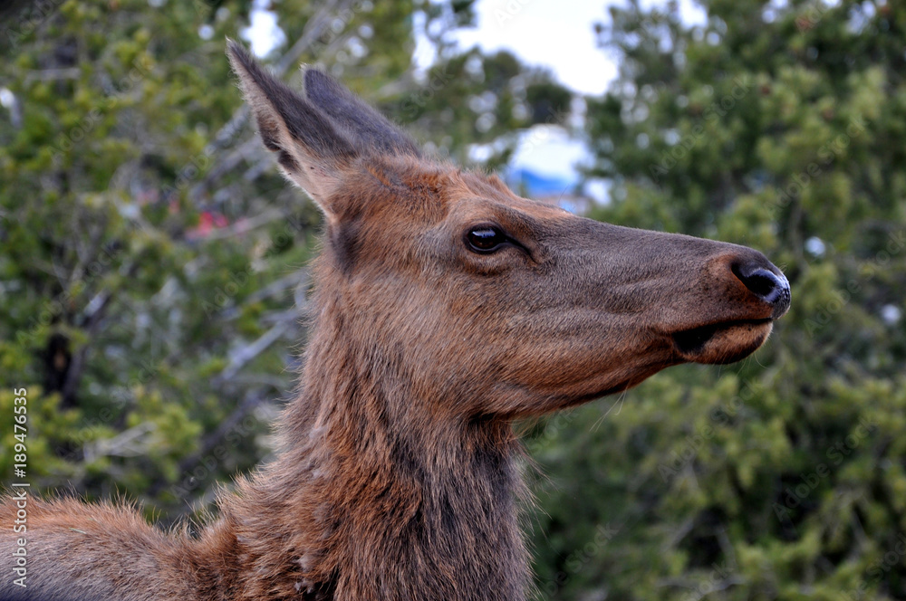 Portrait of a Deer Frightened at the Grand Canyon Portrait of a Deer Frightened at the Grand Canyon