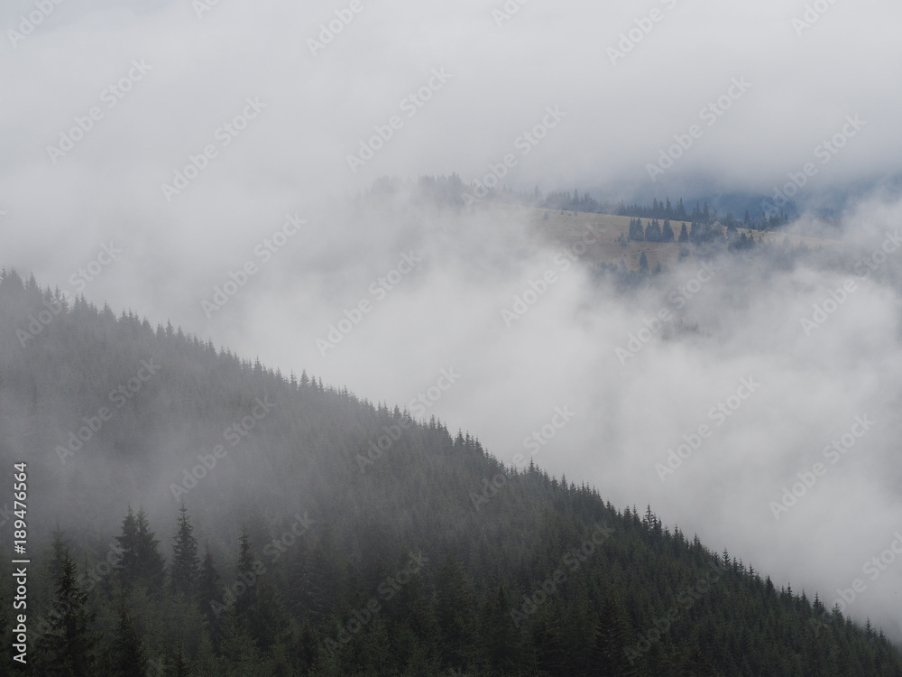 Carpatian mountains fog and mist at the pine forest