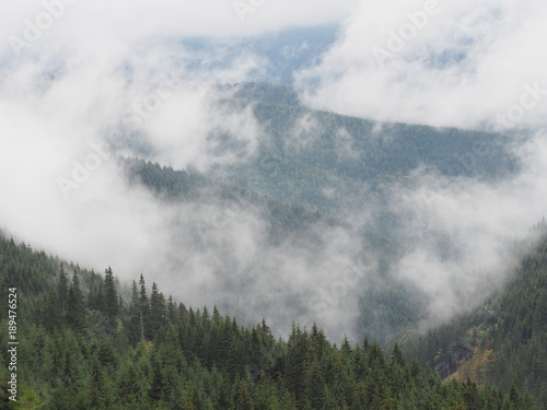 Carpatian mountains fog and mist at the pine forest © Sergii Mironenko