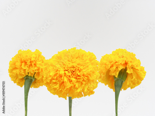 Yellow marigold flower isolated on white background