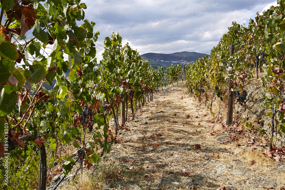 Wine route through steep vineyard in the douro wine growing area, Portugal Europe