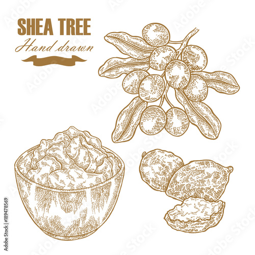 Shea tree branch, nuts and butter isolated on white. Hand drawn vector illustration engraved. Medical plants collection.