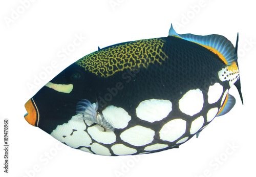 Clown Triggerfish tropical reef fish isolated on white background © Richard Carey
